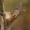 Veverka obecna - Sciurus vulgaris - Red squirrel 6769